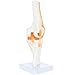 Axis Scientific Knee Model with Ligaments and Muscles, Human Knee Model Displays Movement, Includes Durable Base and Detailed Full Color Product Manual