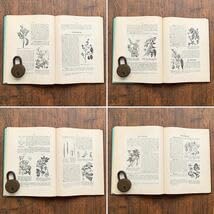 Amazon.co.jp: 1898年チェコの古い植物図鑑アンティーク ヴィンテージ
