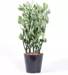 CosaCentrum Naagdon Plant/Nagdon Medicinal Plant Live Plant with Pot With Black Pot (B0BSXKJQ1N) Amazon Price History, Amazon Price Tracker