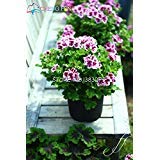 Shopmeeko Großes Angebot 20 Pz/Lotto-Fresko Original-Geranien-Pelargonium-Piante da Fiore-Piante pro Giardino di Casa, Geschenk-Spedizione Free: Gold