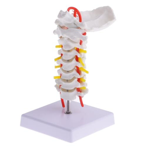 Columna cervical anatómica con arteria carótida INOOMP para resolver dudas de estudio
