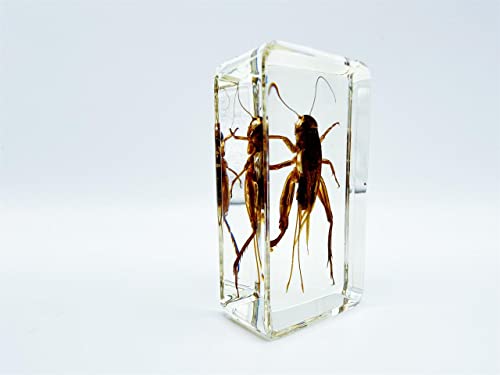 Image of Assorted Styles of Beetle and Insect Specimens, Clear Amber Resin Material Ideal for Kids' Science Education, Collecting, and Home Decoration 2.4″*1.4″*0.7″ (No.45)