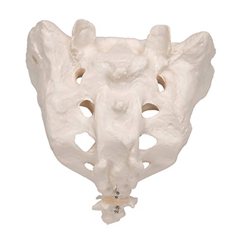 Image of 3B Scientific A70 /6 Sacrum and Coccyx Model, 7.9 inch x 5.9 inch x 5.9 inch