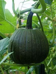 Golden Hills Farm Pumpkin(Green) Hybrid seeds 50 seeds (B07N5LYTMS) Amazon Price History, Amazon Price Tracker