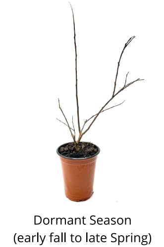 Natchez Crape Myrtle Tree – Quart Containers, 6-12 inches Tall | Fast-Growing, White Flowering Live Plant for Outdoor Landscape, Garden & Patio (16 Pack)