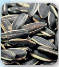 Uso Quotidiano: Servire fresco quotidianamente per una dieta equilibrata