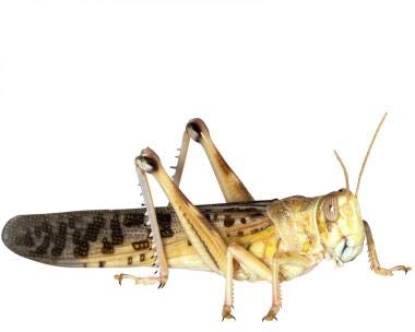 Feeders & More - Heuschrecken - Wüstenheuschrecken GROẞ - 300 Stück - Lebendfutter Insekten...