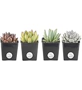 Costa Farms, Succulents, Fully Rooted, Live Indoor Plant, 2.5-Inch Echeveria, in Grower's Pot, 4-...