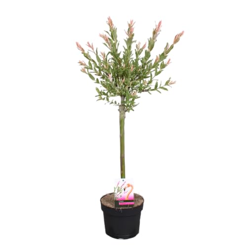 Bloomique - Salix integra ‘Flamingo’ - Sauce abigarrado - Plantas de jardín - Resistente al frío - Altura 60-80 cm - Maceta 17 cm