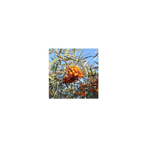 Weleda 16822980 Hydrating Sea Buckthorn Body Lotion thumb #8