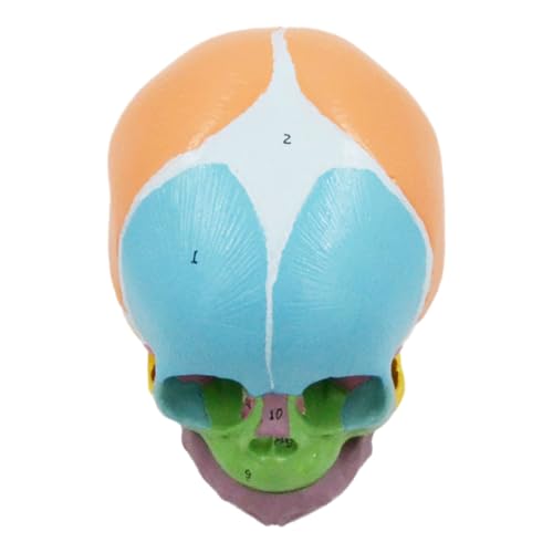 Image of Life Size Baby Head Skeleton Model, Number Coded Anatomical Baby Head Skull Model for Diseases Study, Lecture Report