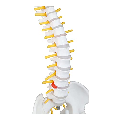 Image of Walter Products B10237 Mini Human Spinal Column Model