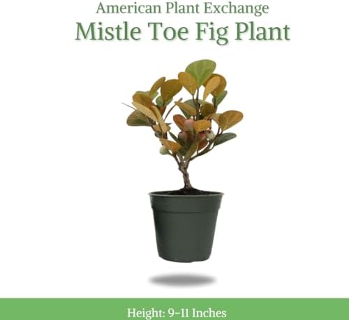 American Plant Exchange Mistletoe Fig Bonsai Tree, 4-Inch Pot, Small Indoor Houseplant, Live Holiday Decor, Ficus Deltodia