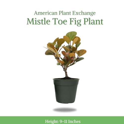 American Plant Exchange Mistletoe Fig Bonsai Tree, 4-Inch Pot, Small Indoor Houseplant, Live Holiday Decor, Ficus Deltodia
