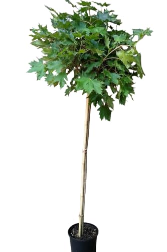 Kugelahorn, Sorte: Globosum, Stammhöhe: 120 cm, Pflanzenhöhe: 160-170 cm, Gesamthöhe: 180-190 cm, Winterhart, Sonnig bis Halbschattig, Acer platanoides Globosum