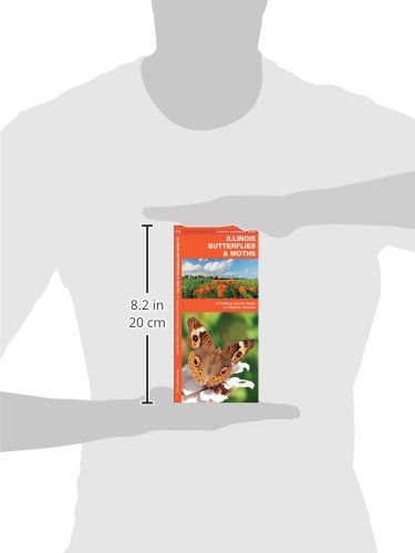 Illinois Butterflies & Moths: A Folding Pocket Guide to Familiar Species (A Pocket Naturalist Guide) - Image 4