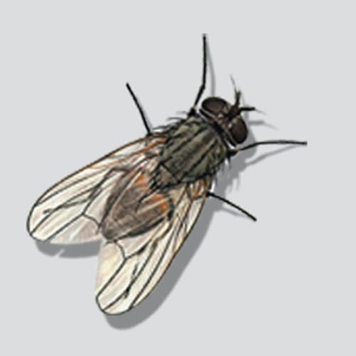 Music Buzzz Podcast - Music Interviews, Commentary & History Podcast Por Music Buzzz Podcast arte de portada