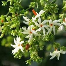 Hari Giver Garden® Healthy Har Shringar - Nyctanthes arbor-tristis, Parijat Plant, Night Flowering Jasmine Live Plant Outdoor with Pot