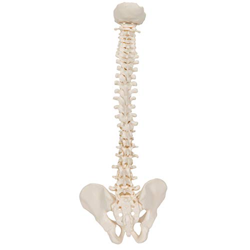 Image of 3B Scientific A18 /20 Mini Vertebral Column Flexible-No Stand - 3B Smart Anatomy