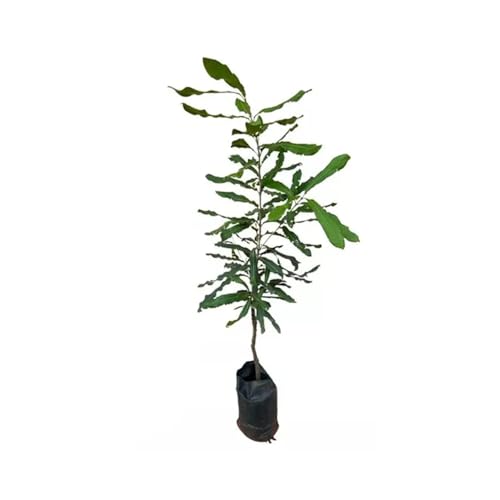 AMK Jardinagem e Paisagismo, Muda de Castanha Noz Macadâmia 20 a 40cm AMK - Plantas Online