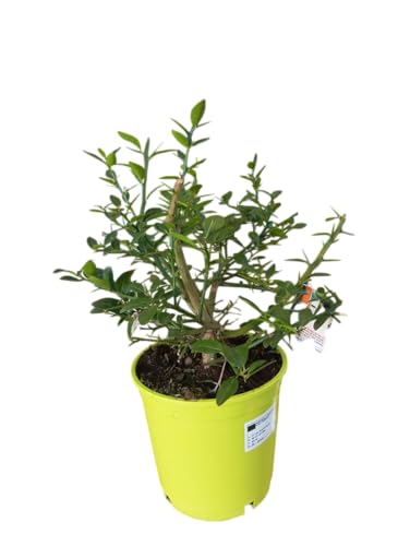Árbol de Caviar Cítrico Natural en Maceta Planta Frutal de Alto Valor Gastronómico
