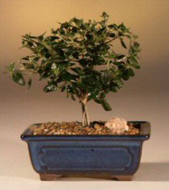 Bonsai Boy's Flowering White Serissa Bonsai Tree- Small-Bonsai Tree of a Thousand Stars serissa japonica