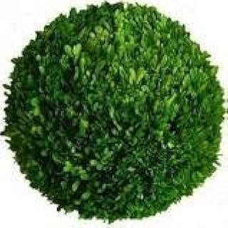 Tradingmsith Preserved Boxwood 22 inch Ball