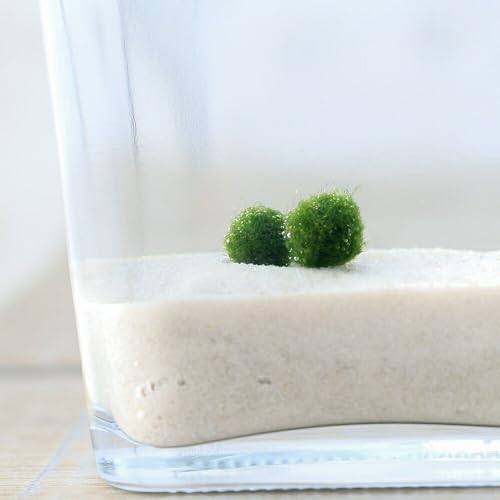 【charm】（水草）マリモ ＳＳサイズ（無農薬）（４個）のサムネイル