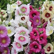 Zabbus Seeds Hollyhock Mixed Colour Flower Seeds Hybrid F1 Seeds for Home Garden All Season (50 Seed) (B0BH1J4ZMM) Amazon Price History, Amazon Price Tracker