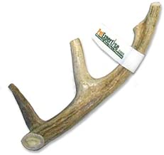 Antler Dog Chew from Pet Expertise - coolthings.us