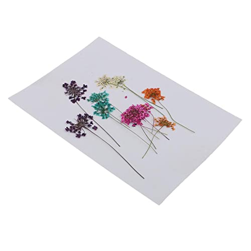 Flores Secas Prensadas para Manualidades x10 miniatura 3
