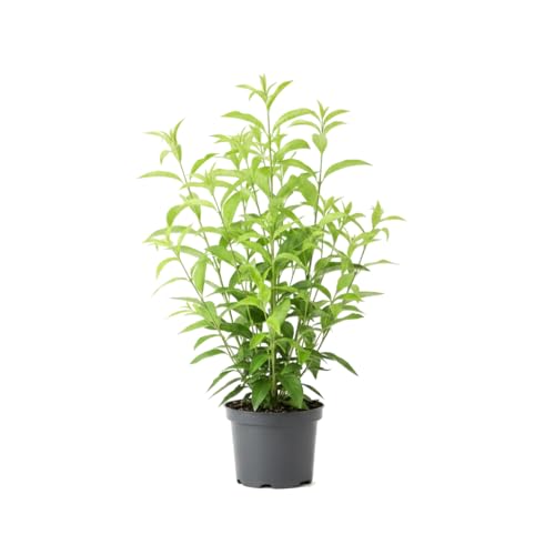 Planta Natural Jazmín de Noche Cestrum Nocturnum con DECOALIVE en Maceta de 17 cm
