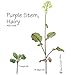 Wisconsin Fast Plants Hairy Purple Stem Seed, Pack of 50
