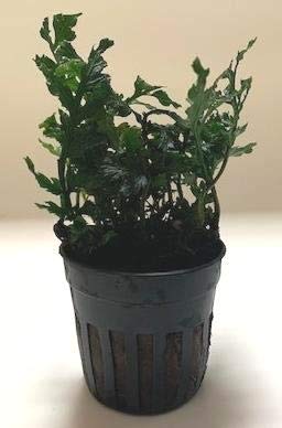 【3/1迄】自家栽培水草 ボルビティス ミクロソリウム 大量 超得セット+おまけ 楽天市場】（水草）ミクロソリウムsp．クリスタータ（水中葉