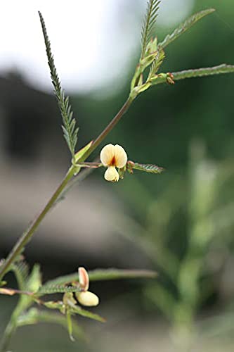 Aeschynomene aspera | Shola | Sola Pith Plant | Laugauni | Netti | 10_Seeds