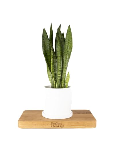 Perfect Plants Snake Plant Sansevieria Zeylanica 45-55cm Tall Air-Purifying Houseplant
