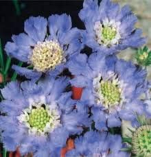 Generic Semillas frescas de flores de Gazania 100 piezas para plantar azul