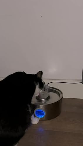 Drinkfontein Voor Katten 3.2L Kittyspout Kattenfontein Roestvrij Staal 3,2L – Stille Drinkfontein Met 5 Filters En LED Indicatie Where Is Kitty Spout Made