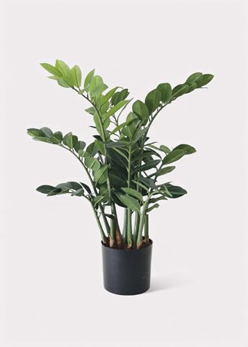 Afloral Artificial ZZ Tropical Plant in Pot - 30'