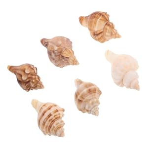 Warmhm 6 Stück Muschelhörner Naturdeko