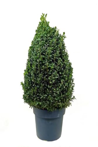 Planta natural Buxus Sempervirens Piramide, 55-60 cm. Boj. Arbusto perenne de forma piramidal, ideal para setos y decoración. Segura Garden.