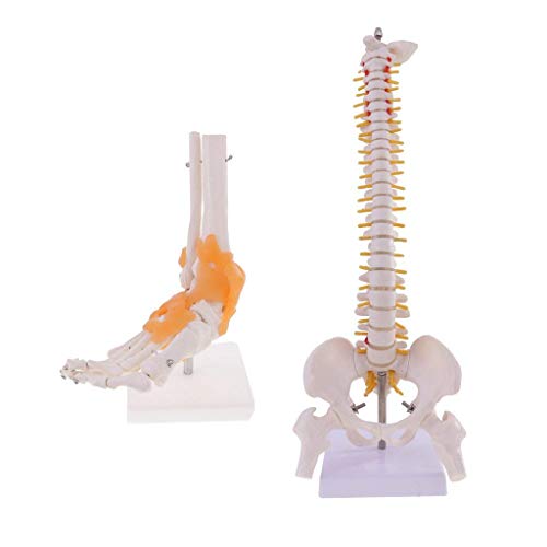 Modèle d'anatomie de colonne vertébrale humaine 45cm en PVC haute fidélité