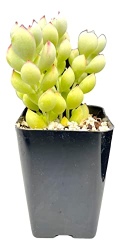 Fat Plants San Diego Living Indoor Succulents And Cactus Rooted In Plastic Planters With Soil (2.5 Inch, Cotyledon Pendens) #TOP9
