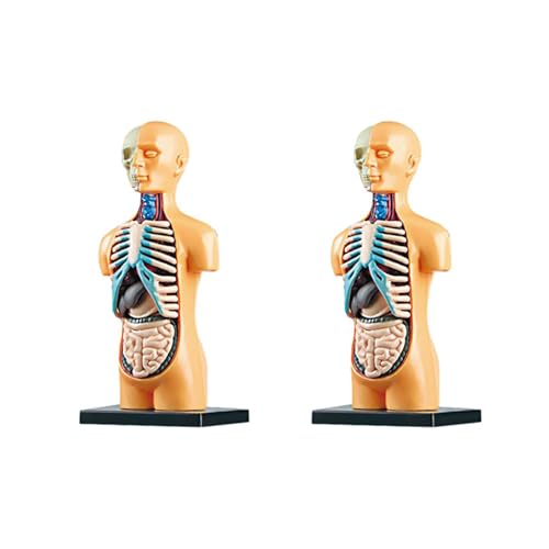 Swagell 2X ����p���������3D�����[�o�u����U�w�I�l�̓��̃��f���q���q���̊w���̂��߂̐l�̍\������