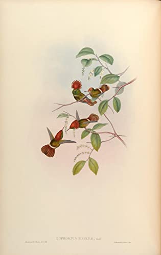 Art tableau animal Lophornis Stictolophus de John Gould en qualité premium