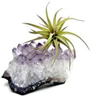 Purple Amethyst Crystal Quartz with 1 Air Plant Tillandsia/Terrarium/Fairy Garden/Great Gift/Small Healing Garden