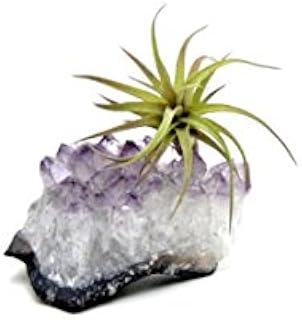 Purple Amethyst Crystal Quartz with 1 Air Plant Tillandsia/Terrarium/Fairy Garden/Great Gift/Small Healing Garden