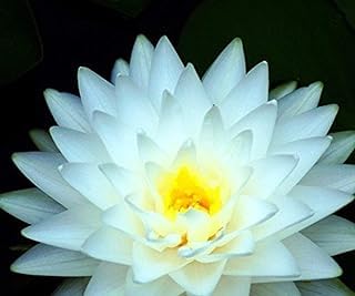 Image of Very Beautiful All Season White Water Lotus(Pack Of-1) /Water Kamal /Water Lily Plant (TUBER) Original Hybrid Veriety Blloming With In 30 Days For Outdoor & Indoor Live Plant.