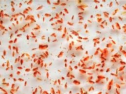 Live Fresh Daphnia Fish Feed Pack - 5x100ml Bags for Freshwater Fish, Natural Aquarium Algae Solution (Dispatches on Friday, Next Day)