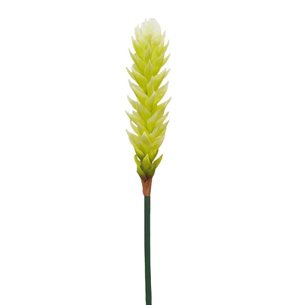 calathea grey star Calathea Grey Star Care